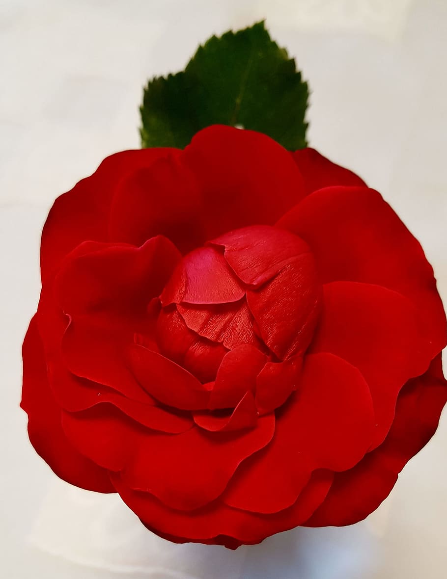 flower, rose, red, beauty in nature, close-up, petal, rose - flower HD wallpaper