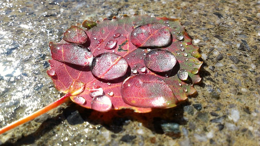 Autumn, Leaf, Drip, Dew, no people, close-up, day, outdoors HD wallpaper
