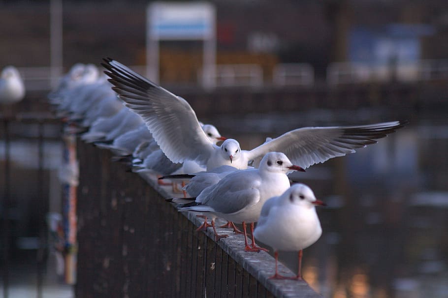 seagull, gulls, berlin, spree, railing, diagonal, bird, animal HD wallpaper
