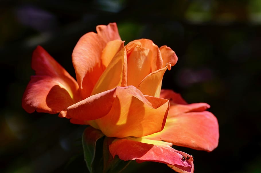 rose, blossom, bloom, close, red rose, flower, garden, rose blooms HD wallpaper