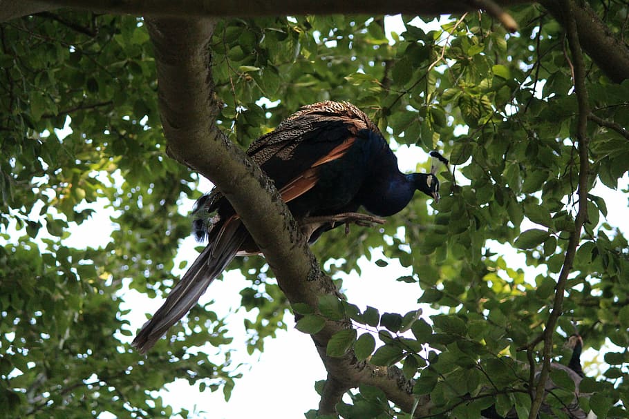 peacock, bird, tree, feather, animal wildlife, animal themes HD wallpaper