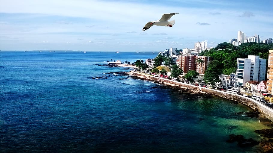 aerial photography of flying bird near city buildings by the sea during daytime HD wallpaper