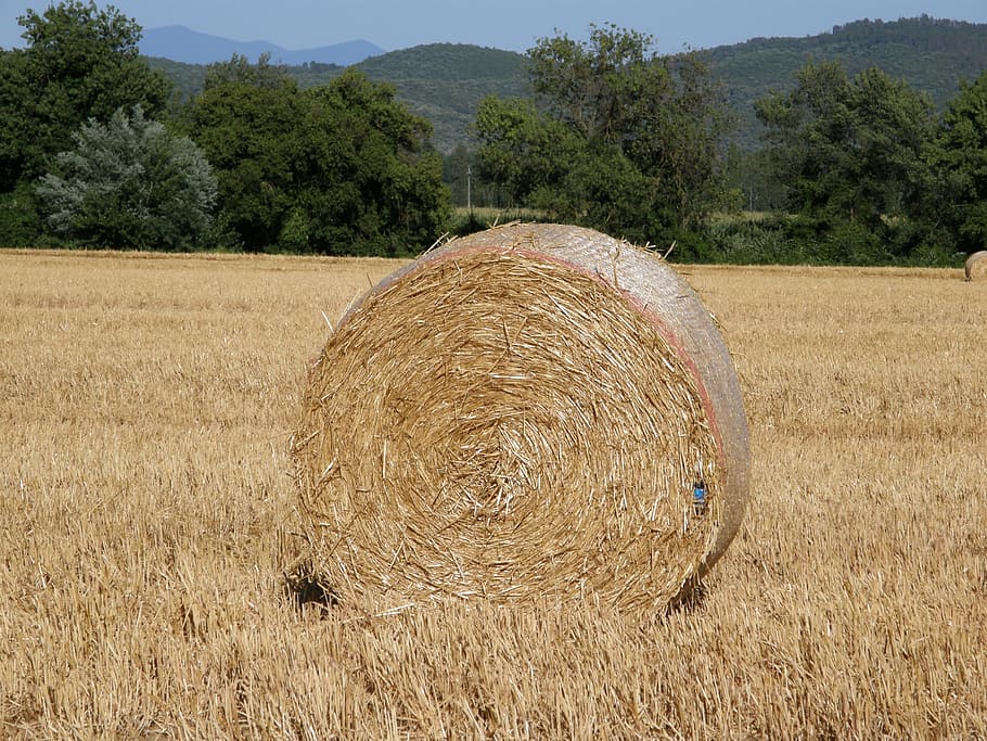 straw, nature, fields, tuscany, landscape, agriculture, farm HD wallpaper