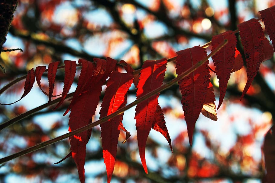 foliage, tree, branches, red, autumn, leaf, nature, season HD wallpaper