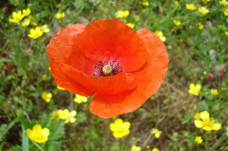 Poppy, Spring, Yellow, Nature, red, flower, bloom, flowers HD wallpaper