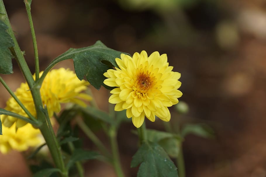 nature, flower, flora, leaf, summer, flowering plant, yellow HD wallpaper