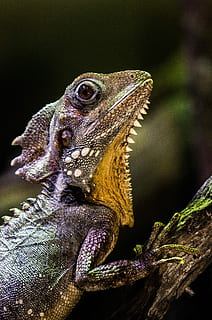 selective focus photography of iguana, lizard on tree, reptile HD wallpaper
