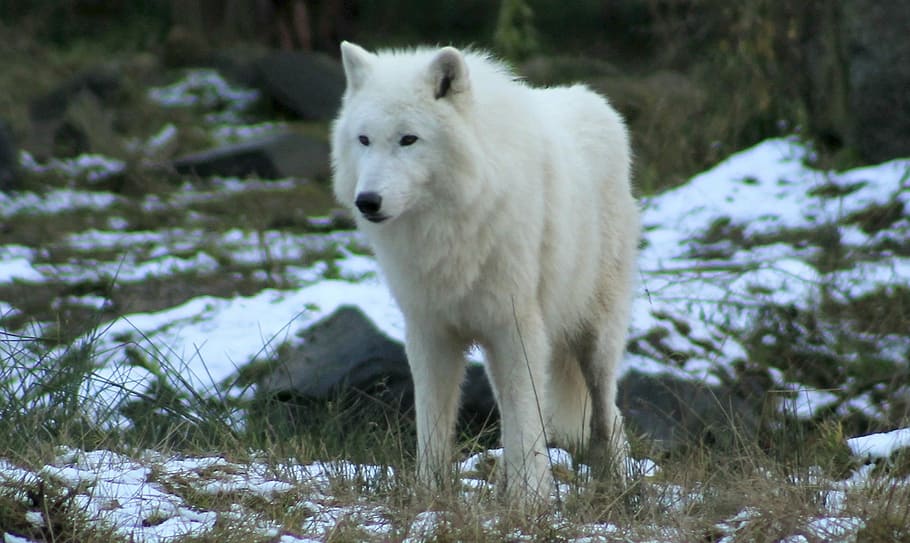 white wolf standing on snow covered road, zoo, forest, canine