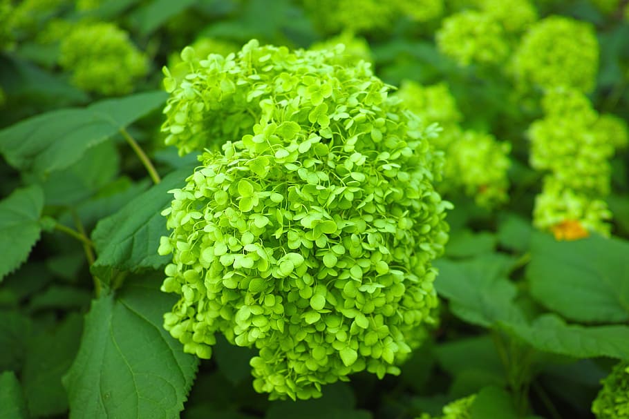 Hydrangea, Close Up, Japan, Natural, bud, hydrangeas, in the early summer HD wallpaper
