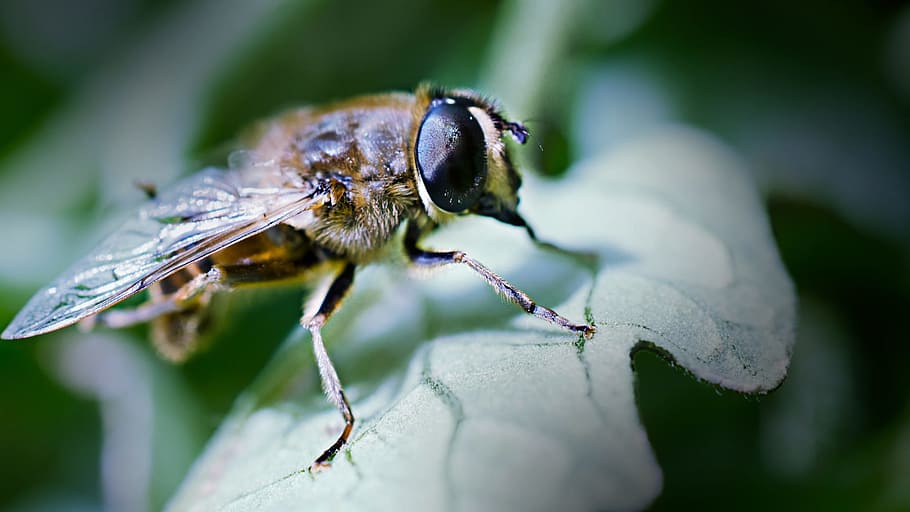 bee, macro, spring, photos, animal themes, one animal, animal wildlife HD wallpaper