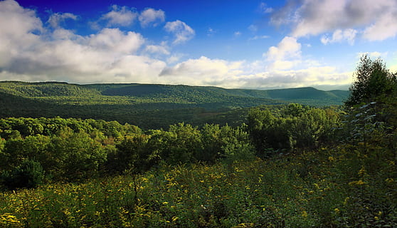 Tree, Natural, Forest, Neck, Horizon, the horizon, wild, mountain HD wallpaper