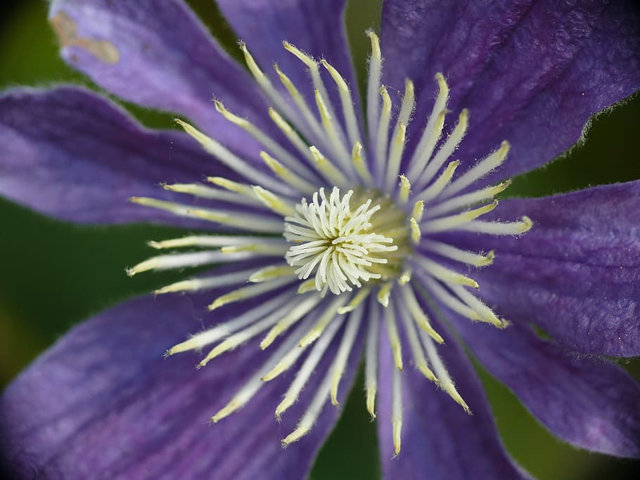 clematis, blossom, bloom, violet, flowering plant, freshness HD wallpaper