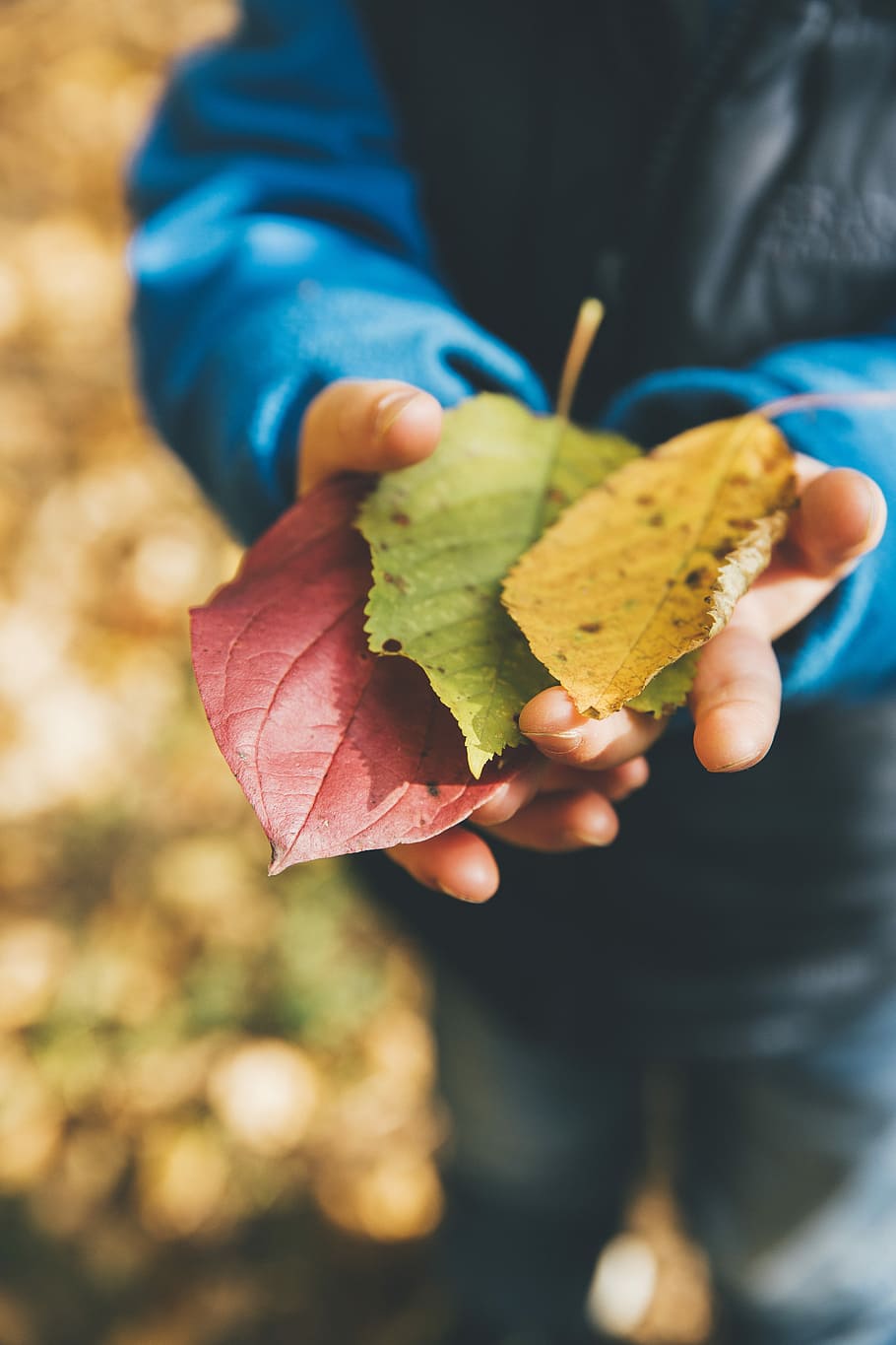 three green, yellow, and red leaves on person's hand, person holding three green and brown leaves HD wallpaper
