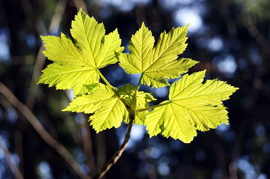 Maple Leaves, Tree, forest, green, nature, leaf, outdoors, close-up HD wallpaper
