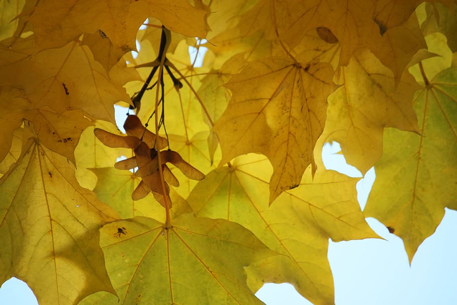 montreal, canada, maple, nature, plant, natural, botanical HD wallpaper