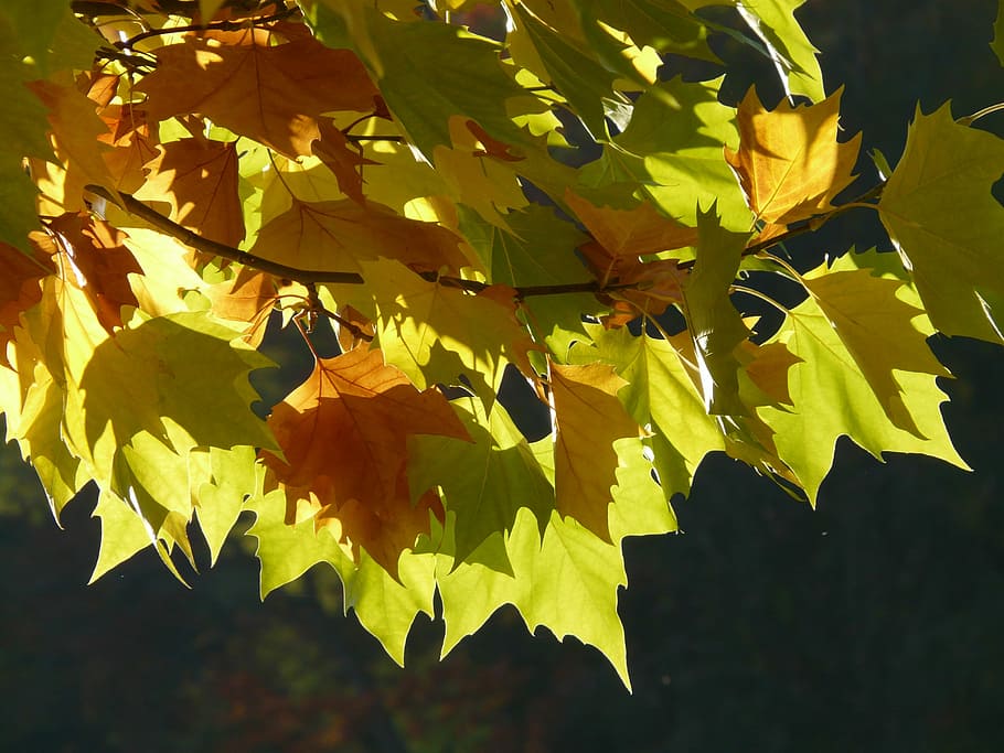Leaf, Leaves, Back Light, autumn, colorful, maple, maple leaf HD wallpaper