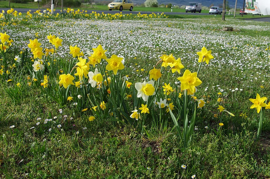 spring, meadow, osterglocken, yellow, flowering plant, growth HD wallpaper