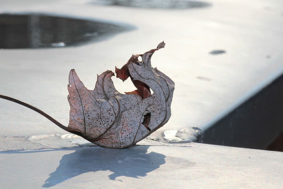 Autumn, Leaf, Wither, Transience, colorful, wall, outdoors HD wallpaper