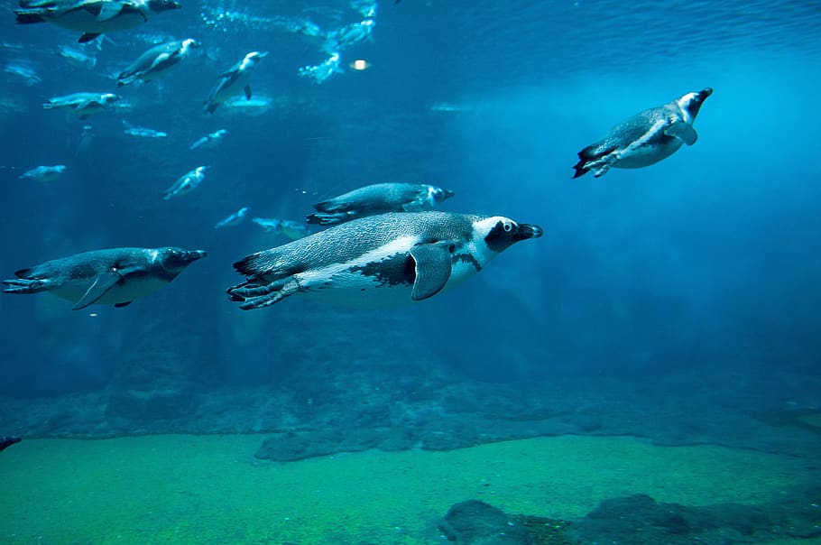 penguin, shipped, ocean, nature, sea, water, blue, bird, animal, HD wallpaper