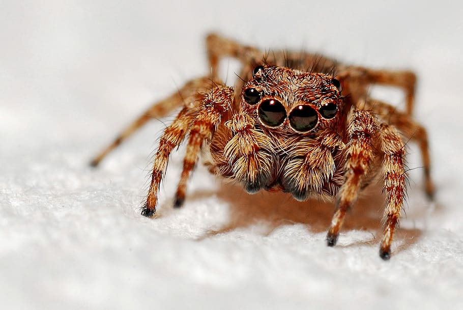 macro photography of brown jumping spider, brown spider, on top HD wallpaper