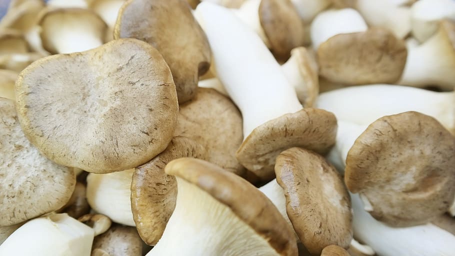 mushroom lot, Vegetables, backgrounds, full frame, food and drink HD wallpaper