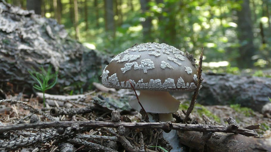 Toadstool, Background, Nature, Mushroom, macro, season, toxic HD wallpaper