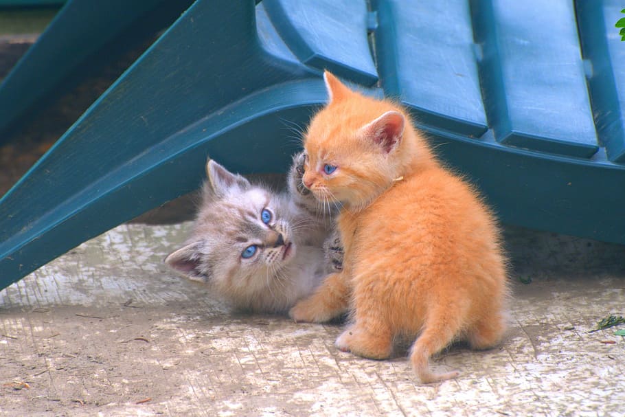 two kittens playing near on chair, pets, cat, cute, small, young HD wallpaper