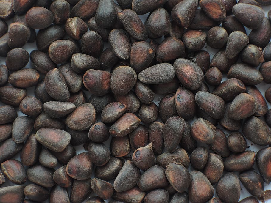 food, nuts, cedar, large group of objects, food and drink, full frame HD wallpaper