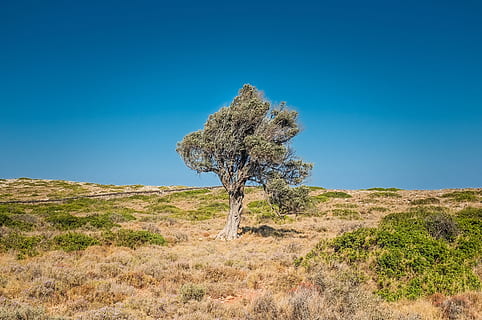 tree, arid, desert, solo, individual, independent, nature, landscape HD wallpaper