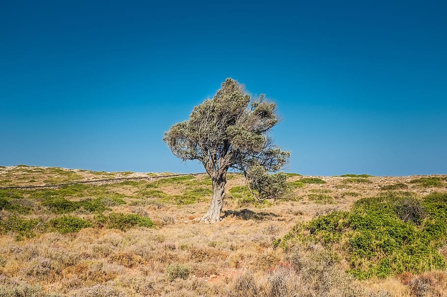 tree, arid, desert, solo, individual, independent, nature, landscape HD wallpaper