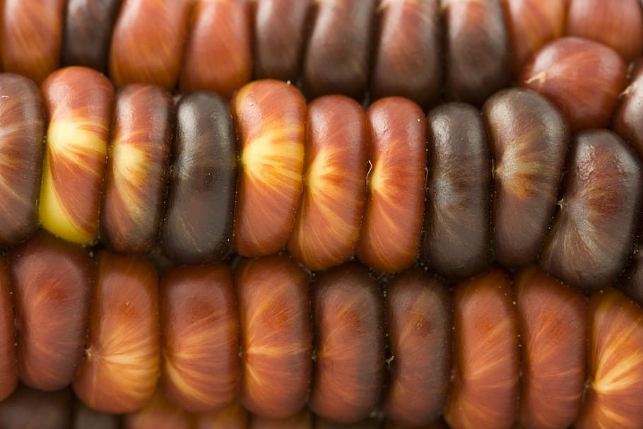 Indian, Corn, Macro, Close, Detail, halloween, red, warm, seafood HD wallpaper