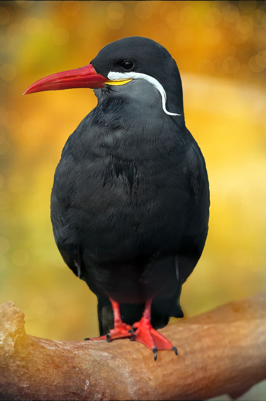 black bird, schwalbe, inca tern, animal, vertebrate, animals in the wild HD wallpaper