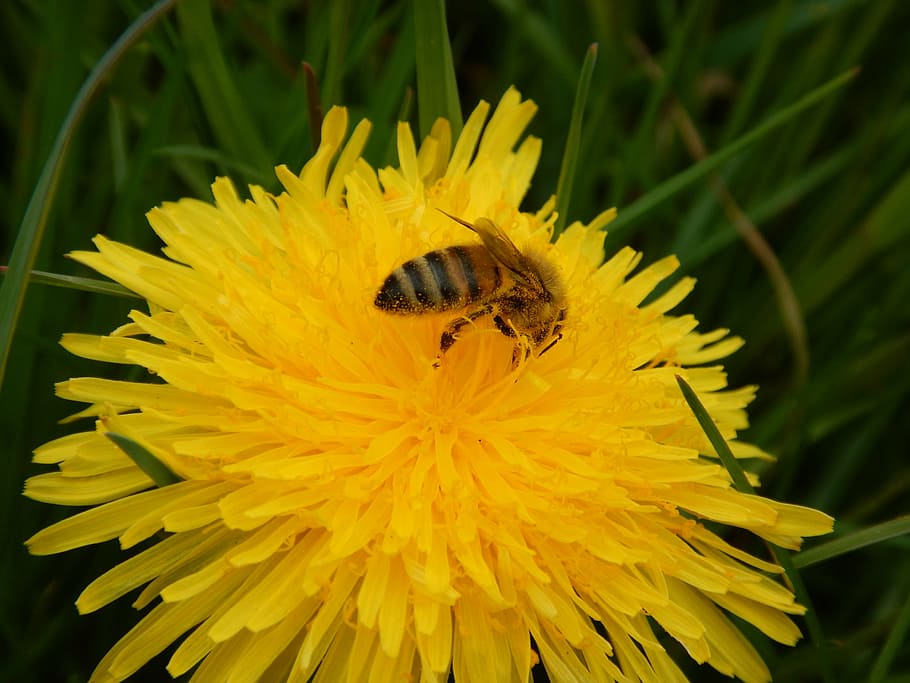 bee, spring, yellow, blossom, bloom, nature, collect, insect HD wallpaper