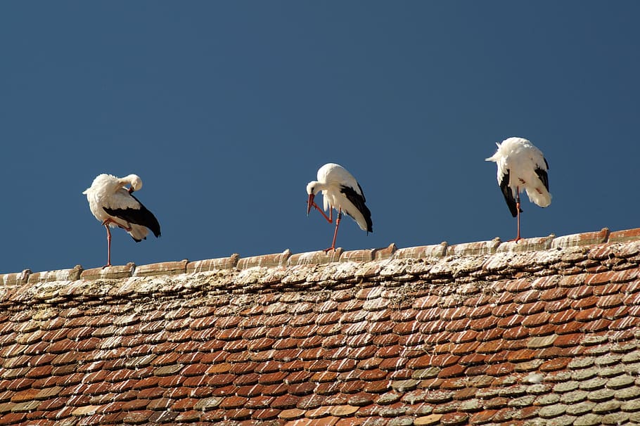 stork, bird, storks, sky, nature, animal, group of animals HD wallpaper