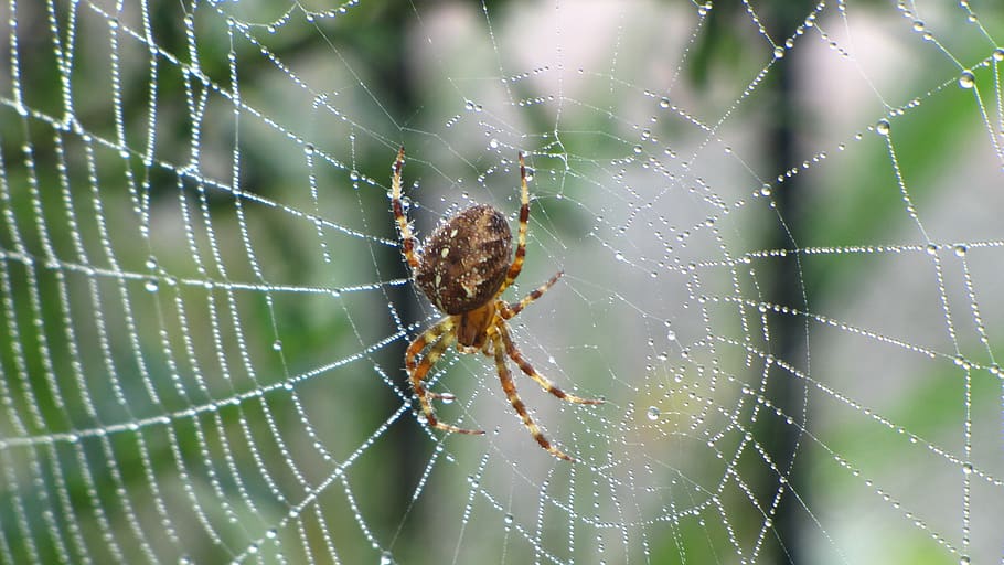 spin, web, forest, nature, bug, spider web, animal themes, invertebrate HD wallpaper
