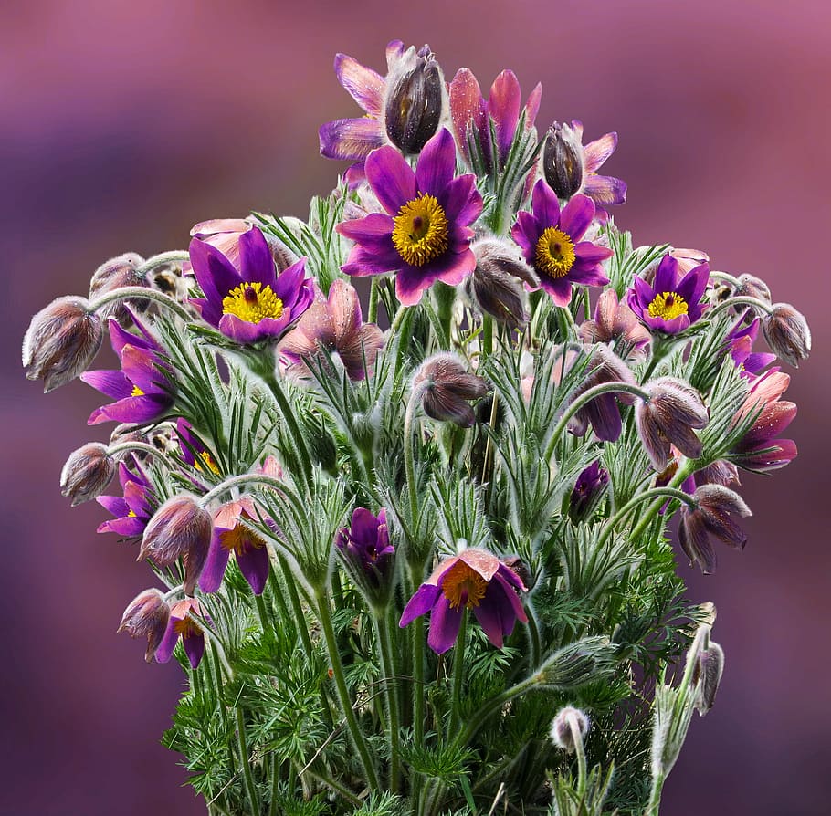 close-up photo of purple petaled flowers, pasque flower, spring HD wallpaper