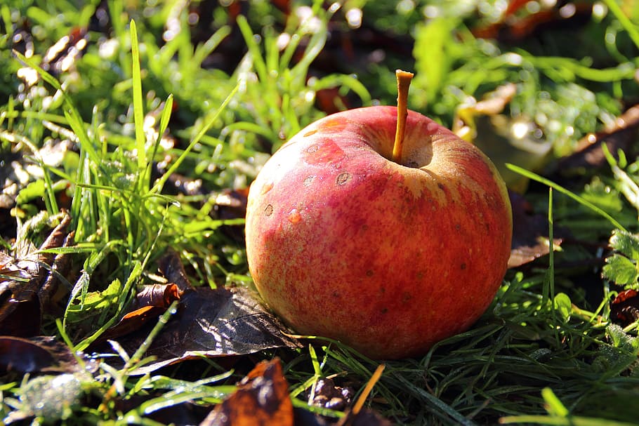 frost, apple, fruit, nature, winter, cold, food, food and drink HD wallpaper