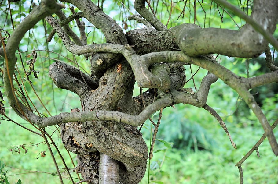 nature, tree, bony, log, plant, branch, no people, day, tree trunk HD wallpaper