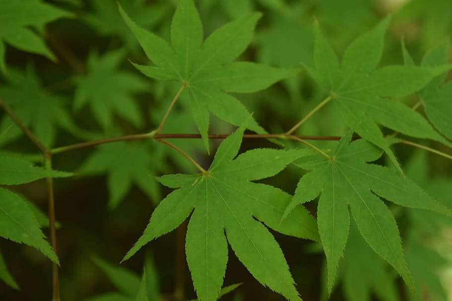 fresh green, maple leaf, plant part, green color, growth, close-up HD wallpaper