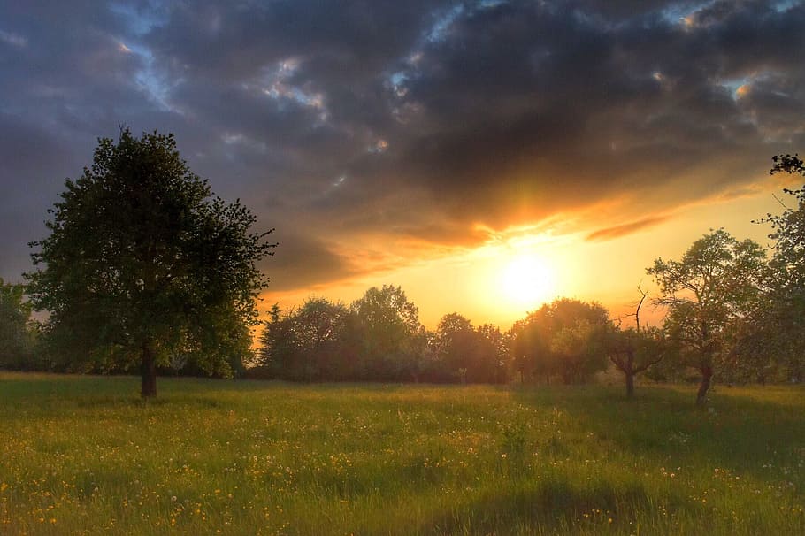 Sunset, Romantic, Evening, Sky, evening sky, tree, nature, field HD wallpaper