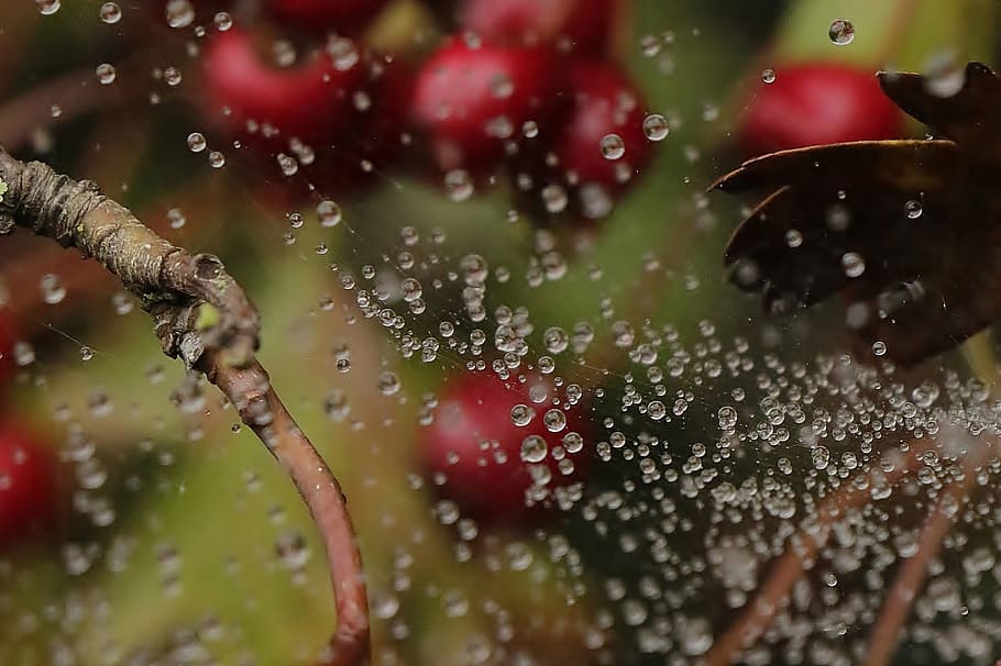 due, drops, spiderweb, berries, nature, berry, natural, wild HD wallpaper