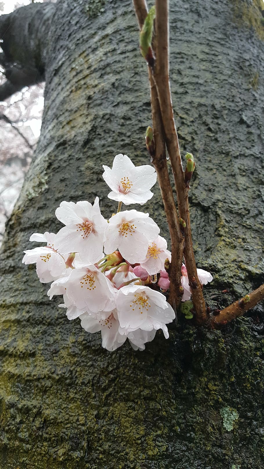 non, cherry flowers, spring, plant, flowering plant, tree, fragility HD wallpaper