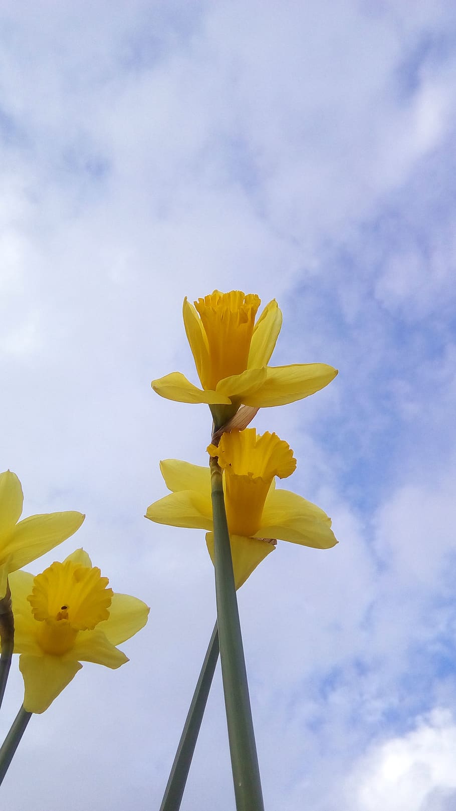 daffodils, yellow, flowers, nature, plants, winter, clouds, HD wallpaper