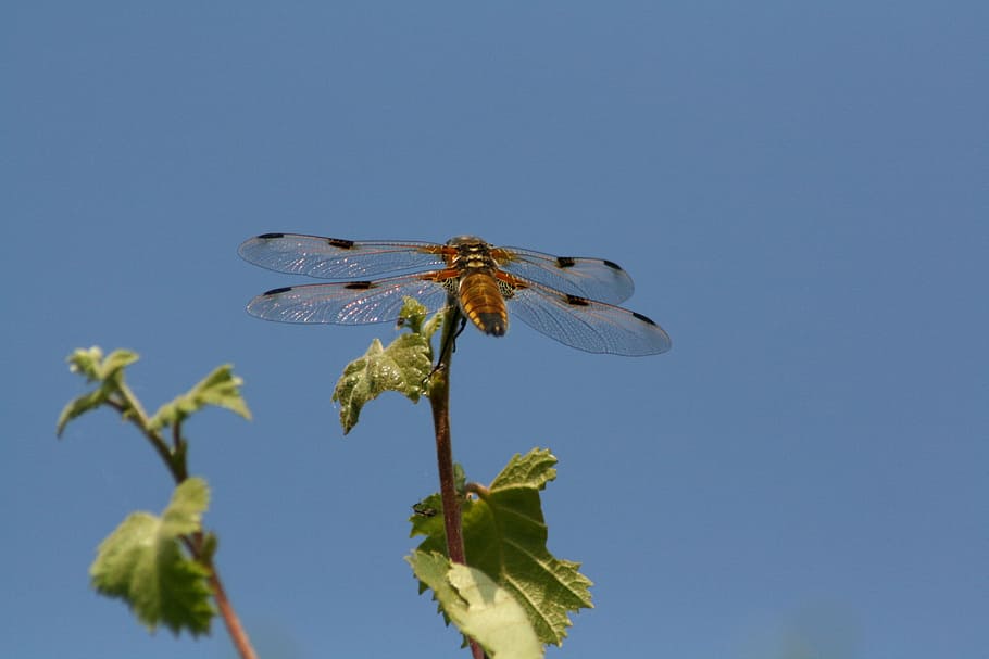 Dragonfly, Nature, Bug, insect, blue, one animal, animal wildlife HD wallpaper
