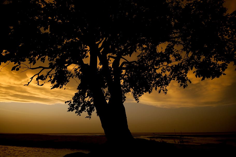 Tree, Landscape, Wood, silhouette, sunset, cloud - sky, nature HD wallpaper