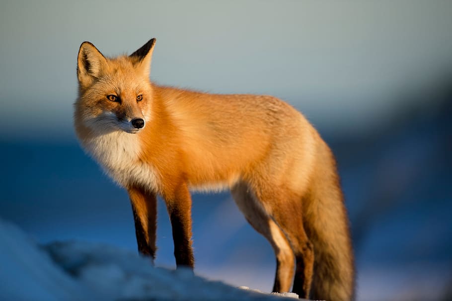 brown and white fox on white surface, snow, winter, blue, mountain HD wallpaper