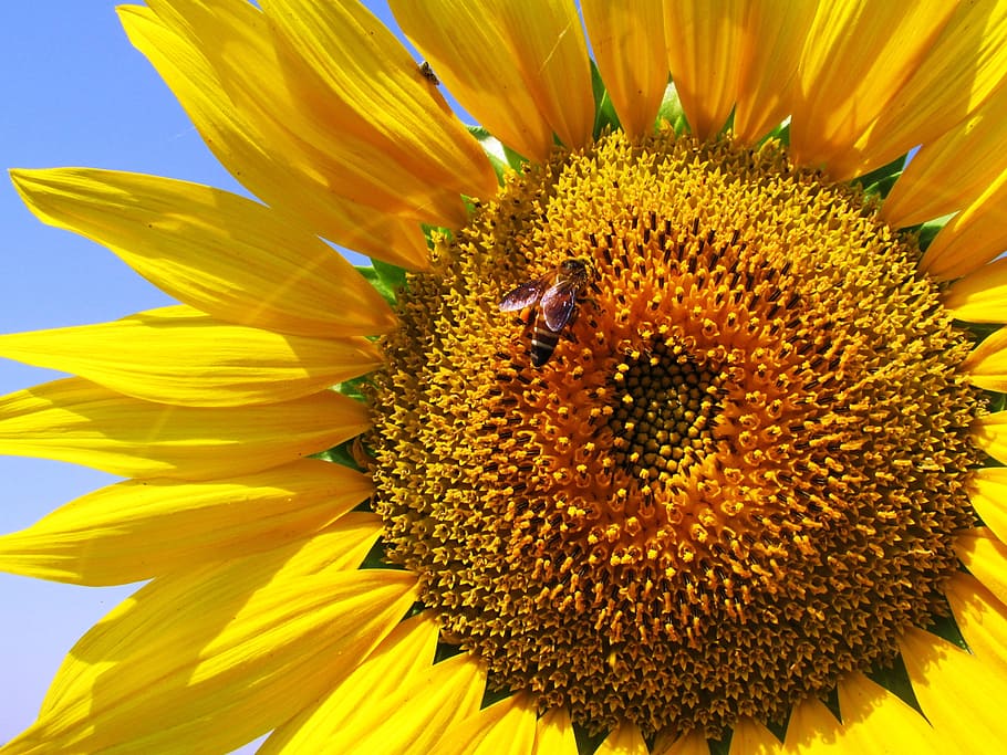 Honeybee on Sunflower during Daytime, bloom, close-up, flora HD wallpaper