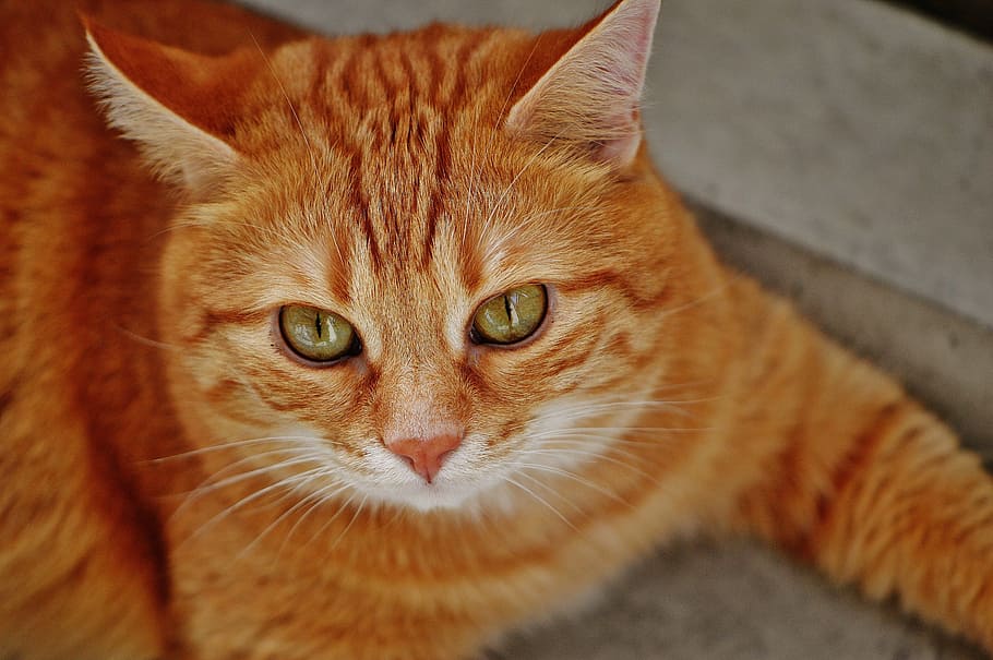 cat, red, cute, mackerel, tiger, sweet, cuddly, animal, domestic cat HD wallpaper