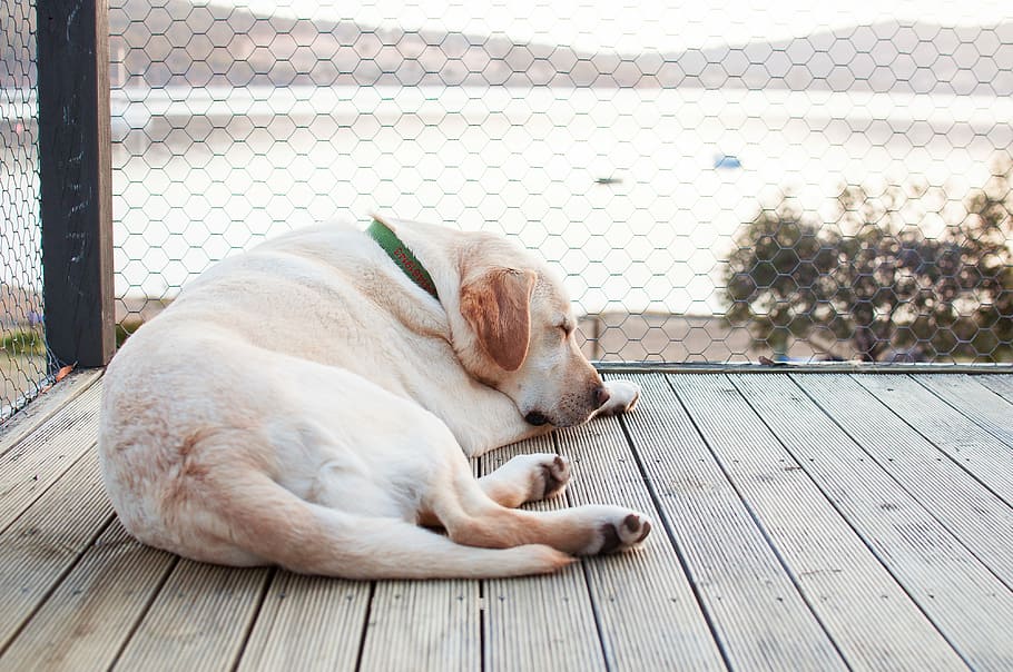 short-coated white dog sleeping on brown wooden dock during daytime, dog sleeping on wooden dock HD wallpaper