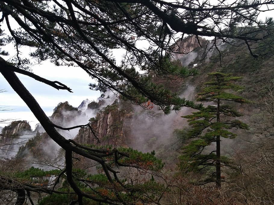sulfuric acid, pine, valley, tree, plant, beauty in nature HD wallpaper